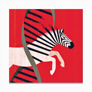 Zebra Hunting Square Canvas Print
