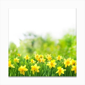 Daffodils Canvas Print