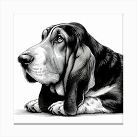 Basset hound dog 1 Canvas Print