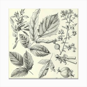 Botanical Illustration Of Plants Canvas Print