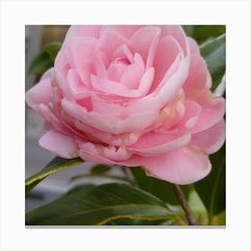 Pink Camellia Canvas Print