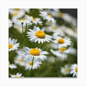 Daisy Field 4 Canvas Print