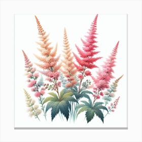 Astilbe 4 Canvas Print