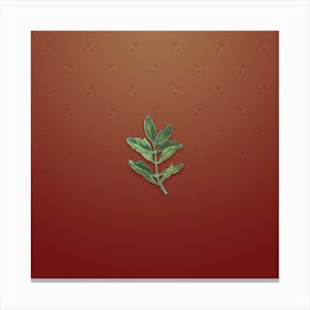 Vintage Buxus Colchica Twig Botanical on Falu Red Pattern n.0052 Canvas Print