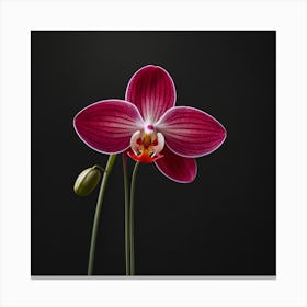 Orchid On A Black Background Canvas Print