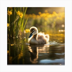 Baby Swan In Water Canvas Print