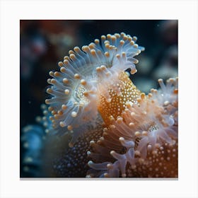 Anemone Canvas Print