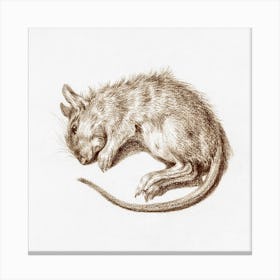 Dead Rat, Jean Bernard Canvas Print