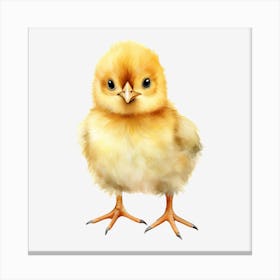 Cute Chicken Canvas Print