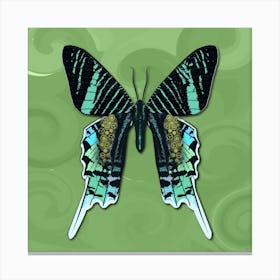 Mechanical Butterfly The Urania Leilus On A Light Green Background Canvas Print