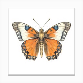 Butterfly 47 Canvas Print