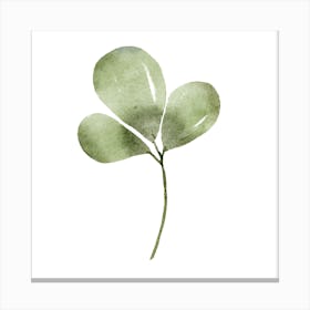 Eucalyptus Leaf 1 Canvas Print