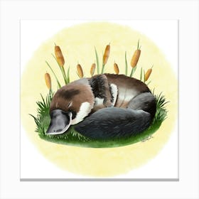 Platypus/Ornithorynque Canvas Print