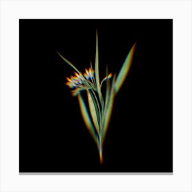 Prism Shift White Baboon Root Botanical Illustration on Black Canvas Print
