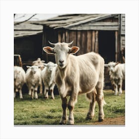 Goats In A Barn Canvas Print