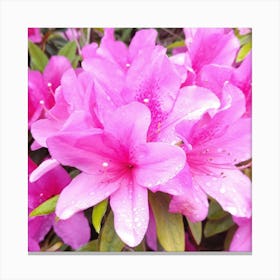 Pink Azaleas 8 Canvas Print