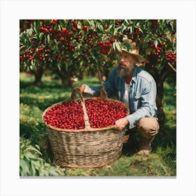 Man Picking Cherries In An Orchard Canvas Print