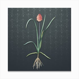 Vintage Veltheimia Abyssinica Botanical on Slate Gray Pattern Canvas Print