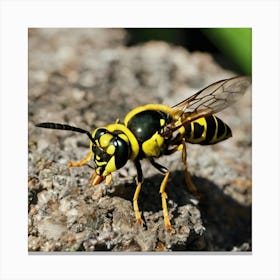 Wasp Photo Canvas Print