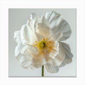 White Poppy 1 Canvas Print