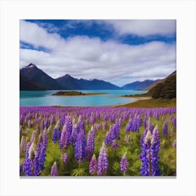 Beautiful Lupine Field In New Zealand landscape Canvas Print