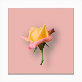 Yellow Rose On Pink Background Canvas Print