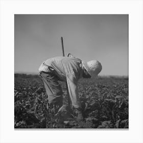 Nyssa, Oregon, Fsa (Farm Security Administration) Mobile Camp, Japanese American Farm Worker By Russell Lee 3 Canvas Print