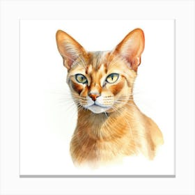 Abyssinian Cat Portrait 2 Canvas Print