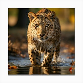 Leopard In The Water 1 Canvas Print