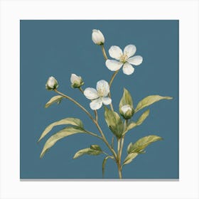 White Cherry Blossoms Canvas Print