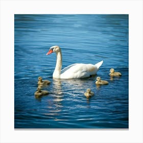 Firefly Baby Ducklings And Cygnet Swimming In Tranquil Lake 59687 (2) Canvas Print