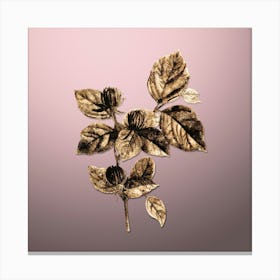 Gold Botanical Carolina Allspice Flower on Rose Quartz n.3008 Canvas Print