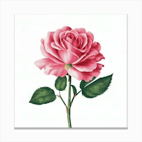 Pink Rose 8 Canvas Print