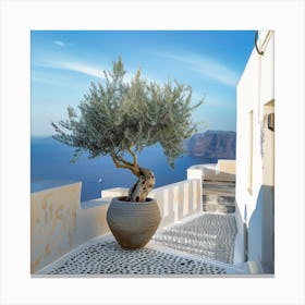 Olive Tree In The Morning (I) Canvas Print