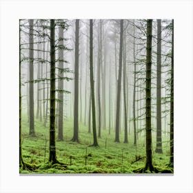 Foggy Forest Canvas Print