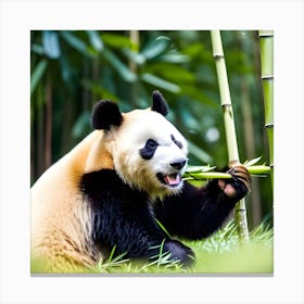 Panda Bear Eating Bamboo 7 Canvas Print
