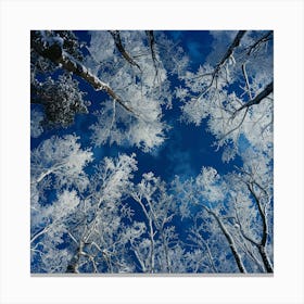 Snowy Trees In Winter Canvas Print