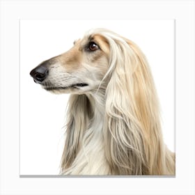 Afghan Hound Dog Portrait Canvas Print