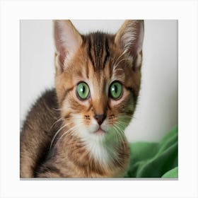 Kitten Stock Videos & Royalty-Free Footage Canvas Print