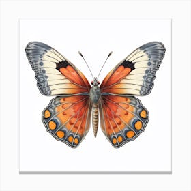 Butterfly 37 Canvas Print