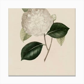 Camellia 2 Canvas Print