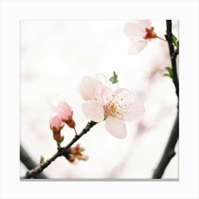 Cherry Blossoms 26 Canvas Print