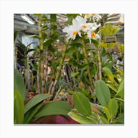 Orchids In A Greenhouse 6 Canvas Print