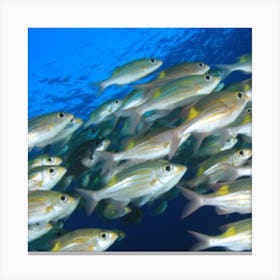 Fish in see Canvas Print