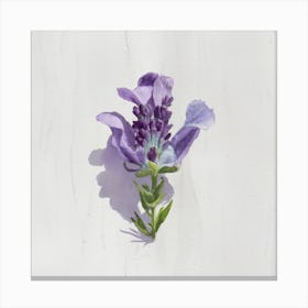 Lavender Flower 1 Canvas Print