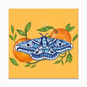 Moth Oranges Square Canvas Print