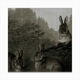 Rabbits In The Woods Canvas Print