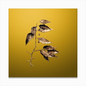 Gold Botanical European Nettle Tree on Mango Yellow n.0317 Canvas Print