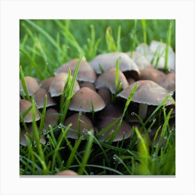 Mushrooms In The Grass Canvas Print