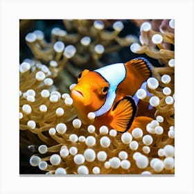 Clownfish In Anemones Canvas Print